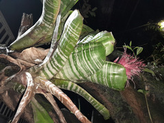 Aechmea fasciata