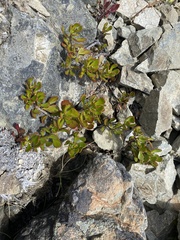 Veronica pentasepala
