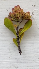 Veronica pentasepala