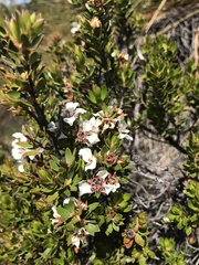 Leptospermum nitidum