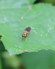 Diptera