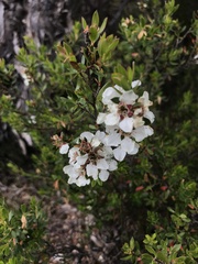Leptospermum nitidum