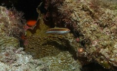 Suezichthys arquatus