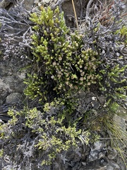 Helichrysum intermedium