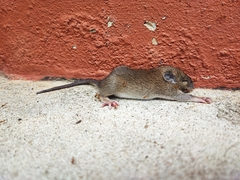Rattus tanezumi