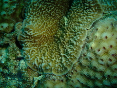 Corallimorpharia