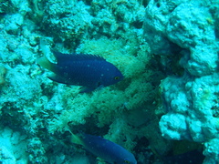 Pomacentrus flavioculus