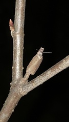 Depressariidae