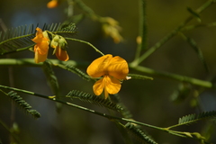 Aeschynomene montevidensis