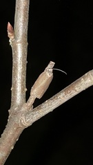 Depressariidae