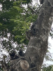 Sciurus stramineus