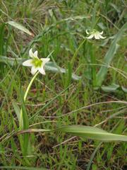 Fritillaria liliacea