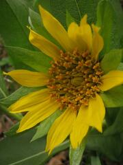 Wyethia glabra