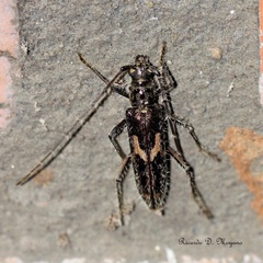Eurysthea hirta