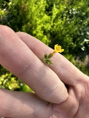 Camissoniopsis hirtella