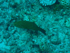 Plectropomus leopardus