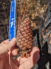Pinus elliottii