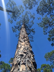 Pinus elliottii