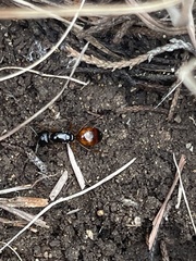 Camponotus sansabeanus