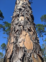 Pinus elliottii