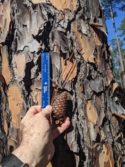 Pinus elliottii