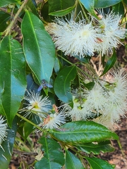 Simosyrphus grandicornis