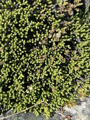 Helichrysum intermedium