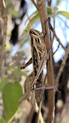 Schistocerca piceifrons