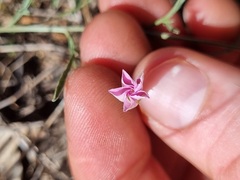 Convolvulus angustissimus