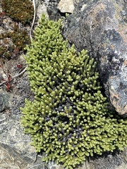 Helichrysum intermedium