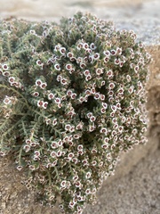 Euphorbia leucophylla