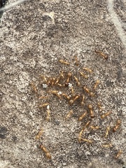 Camponotus festinatus