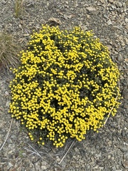 Helichrysum parvifolium