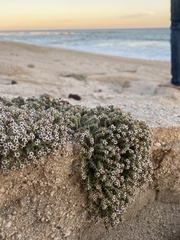 Euphorbia leucophylla