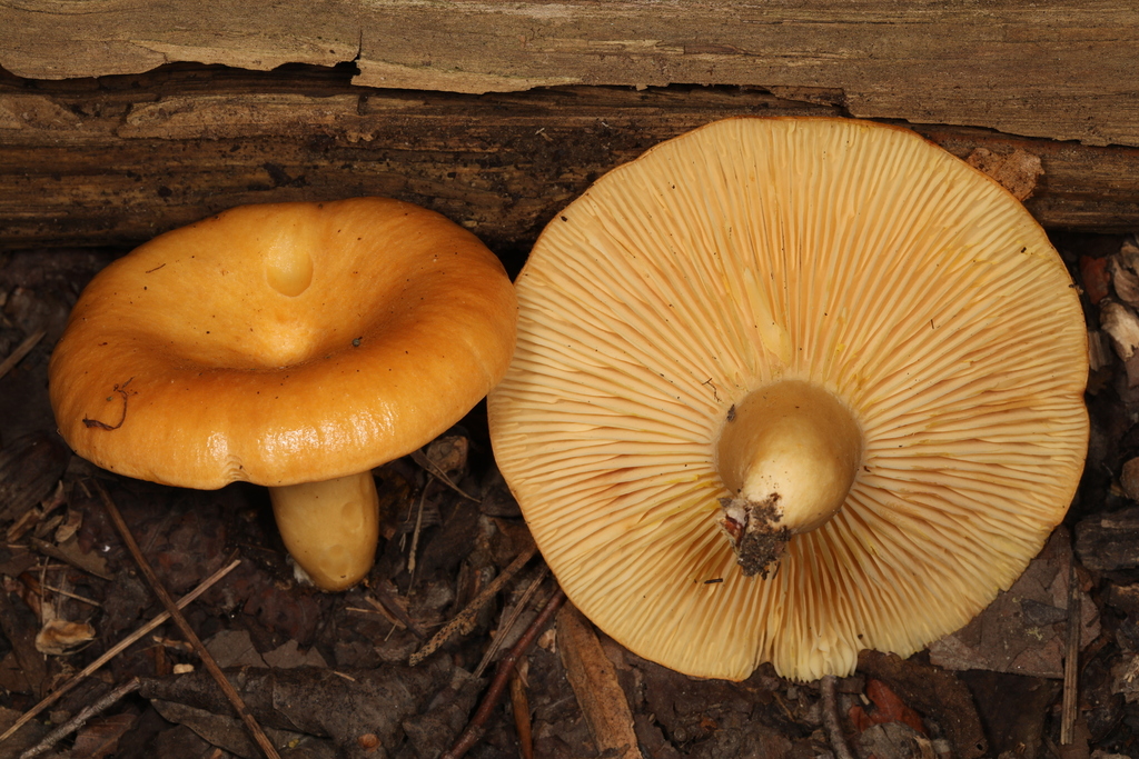 Lactarius sp. 'IN26'