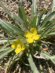 Camissoniopsis pallida
