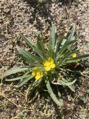 Camissoniopsis pallida