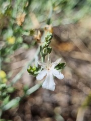 Teucrium racemosum