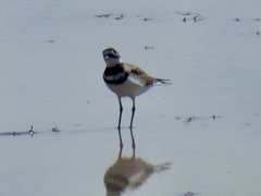 Charadrius vociferus