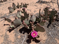 Opuntia aurea