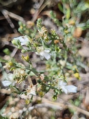Teucrium racemosum