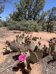 Opuntia aurea
