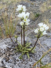 Gentianella corymbifera