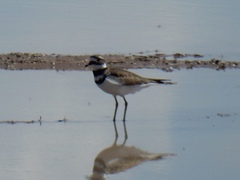 Charadrius vociferus