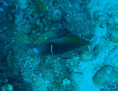 Sufflamen chrysopterum