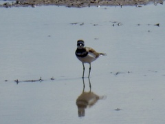 Charadrius vociferus