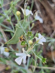 Teucrium racemosum