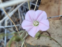 Convolvulus angustissimus