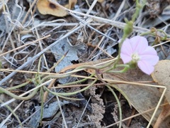 Convolvulus angustissimus