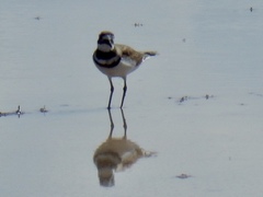 Charadrius vociferus